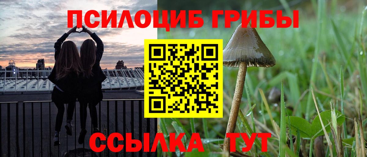Псилоцибиновые грибы Psilocybine cubensis Кировск